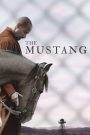 The Mustang (2019) ม้าผู้สง่า